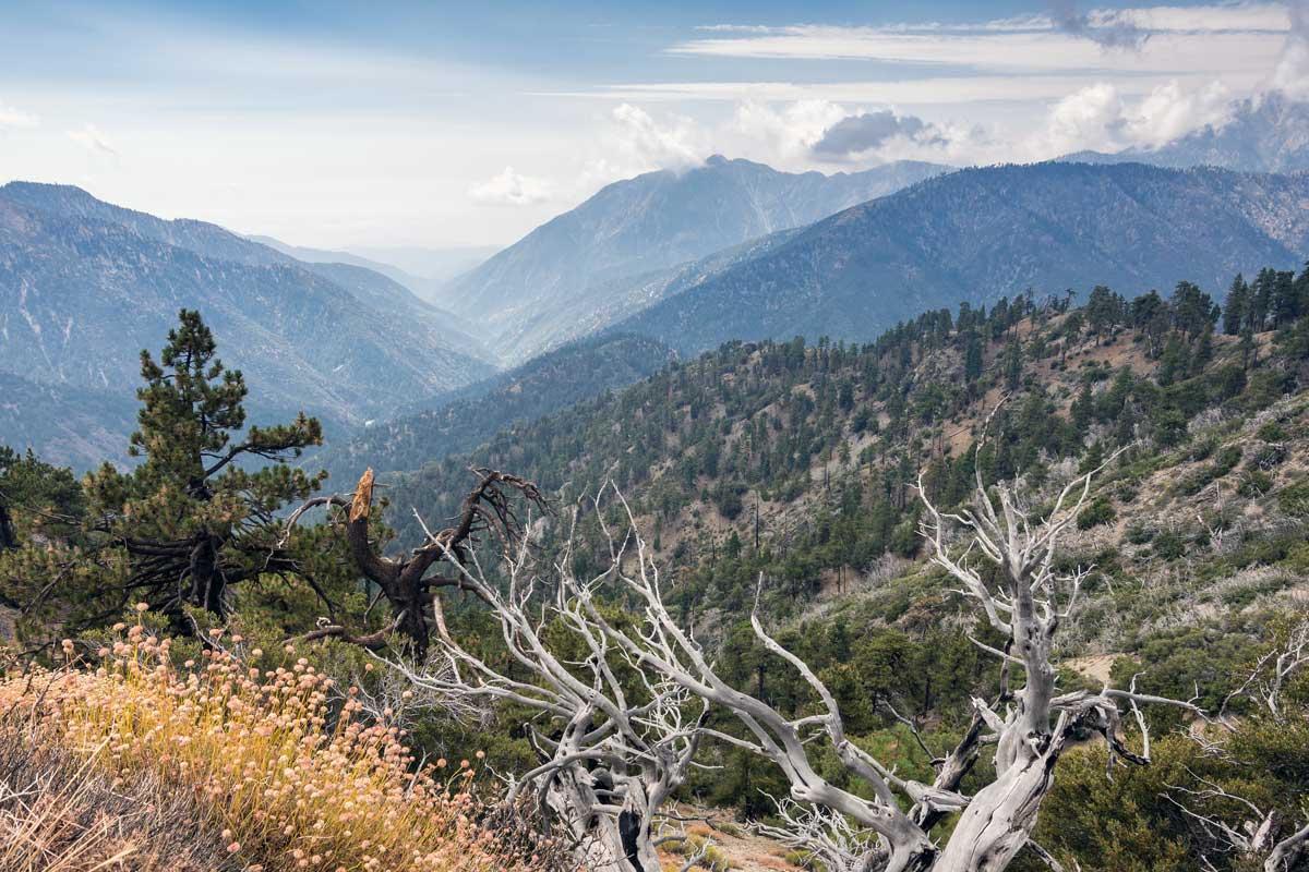 Angeles National Forest